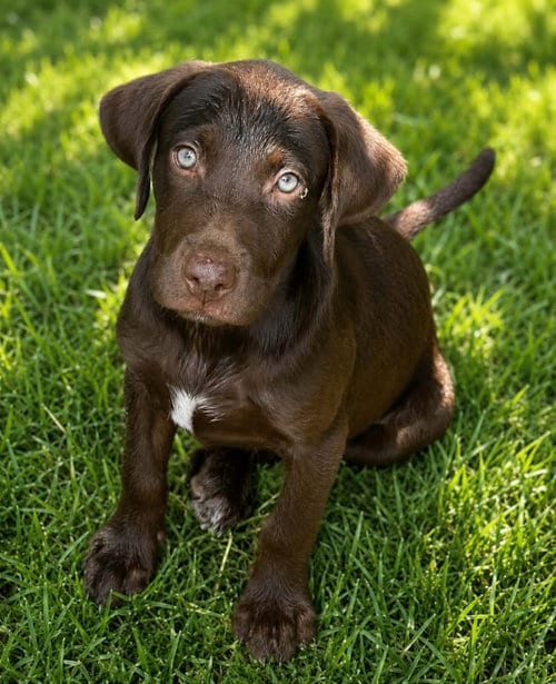 Photo of Charlotte- no more applications, adoptable Labrador Retriever in Oakhurst, New Jersey