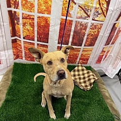 Photo of Monty, adoptable American Staffordshire Terrier in Porterville, California