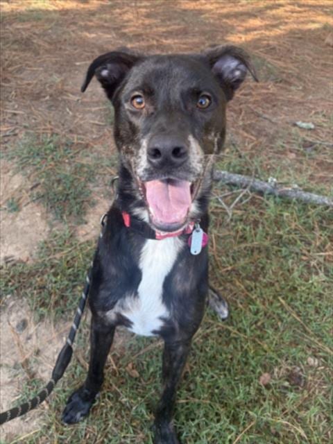 Photo of Ham, adoptable Labrador Retriever in Chapel Hill, North Carolina