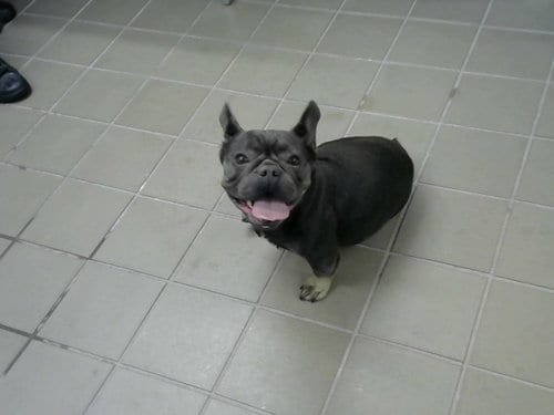 Photo of Delilah, adoptable French Bulldog in Albuquerque, New Mexico