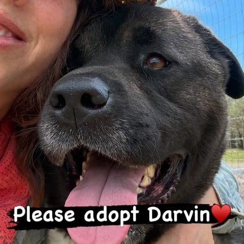 Photo of Darvin, adoptable Akita in Romoland, California