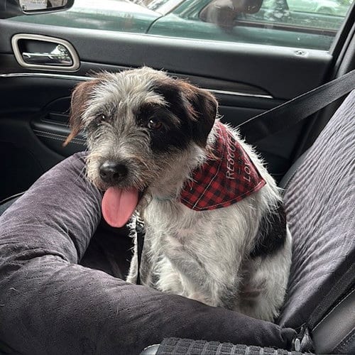 Photo of Birdie, adoptable Terrier in San Antonio, Texas