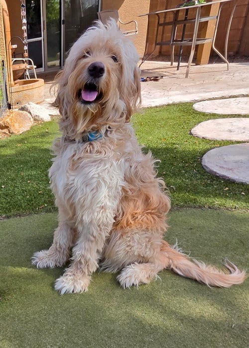 Photo of Barkley, adoptable Golden Retriever in Glendale, Arizona