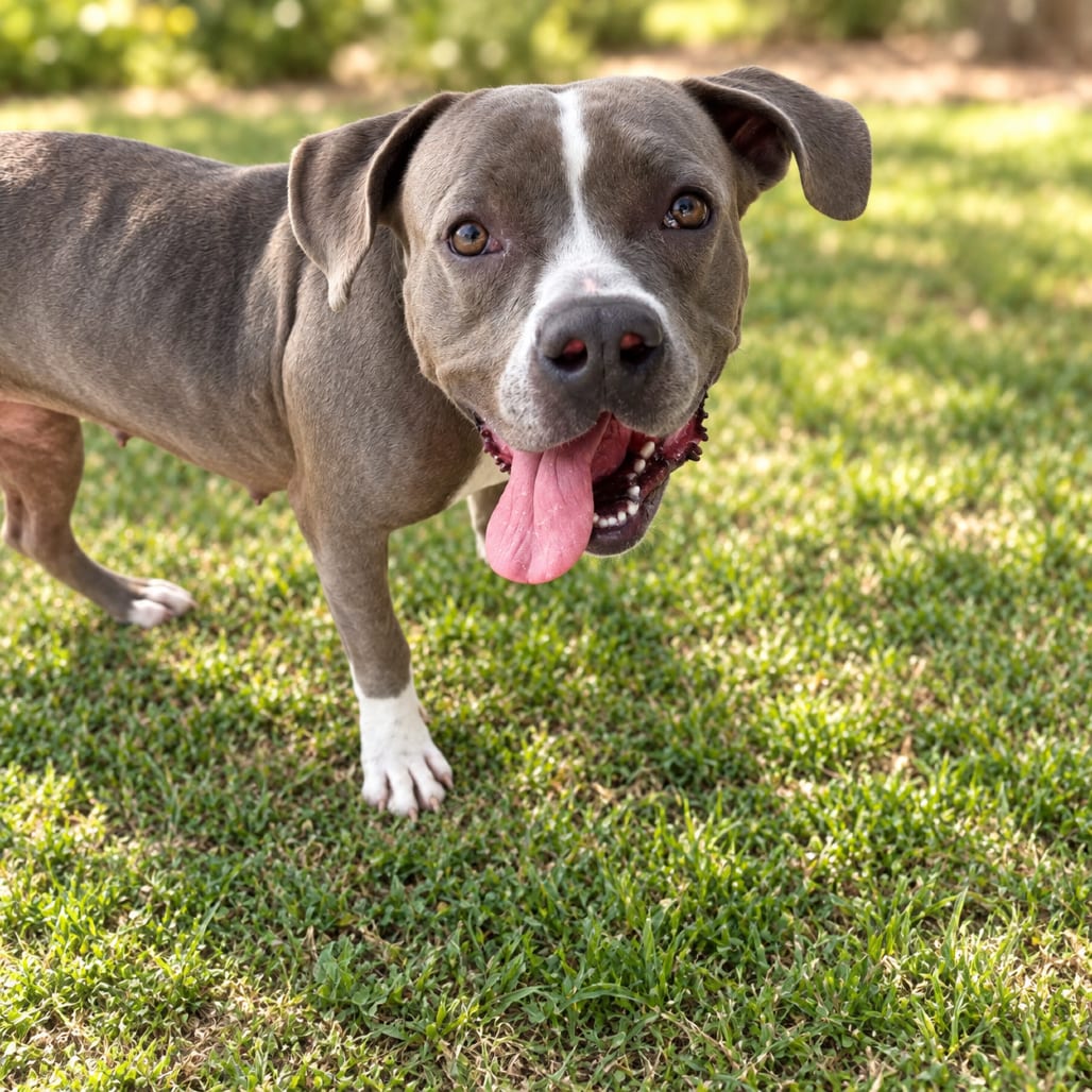 Photo of Harley, adoptable Terrier, Pit Bull / Mixed Breed (Medium) in Fort Pierce, Florida