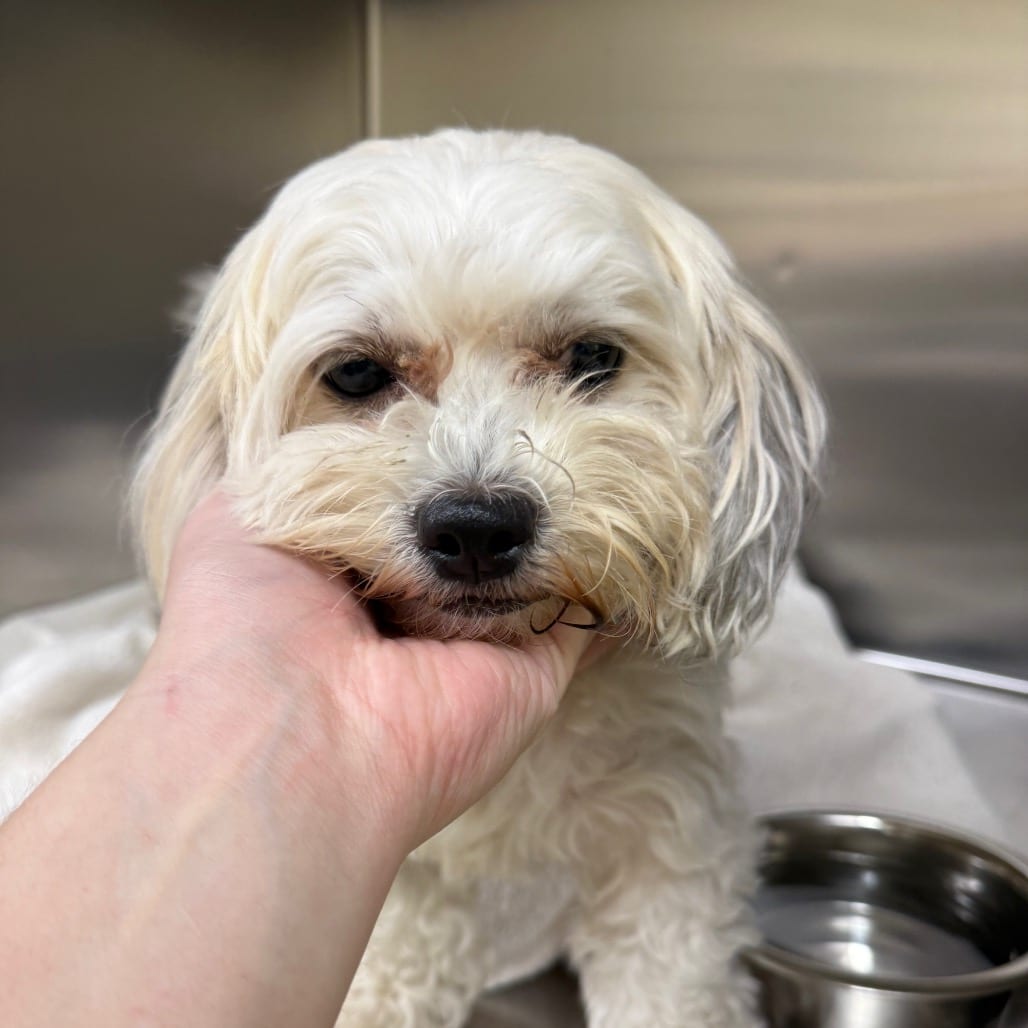 Photo of Charlie, adoptable Maltese in Winston-Salem, North Carolina