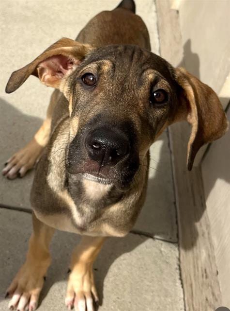 Photo of Catan, adoptable Rhodesian Ridgeback in Santa Cruz, California