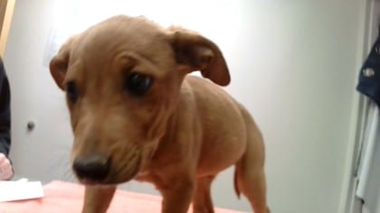 Photo of Toaster, adoptable dog in Farmington, New Mexico