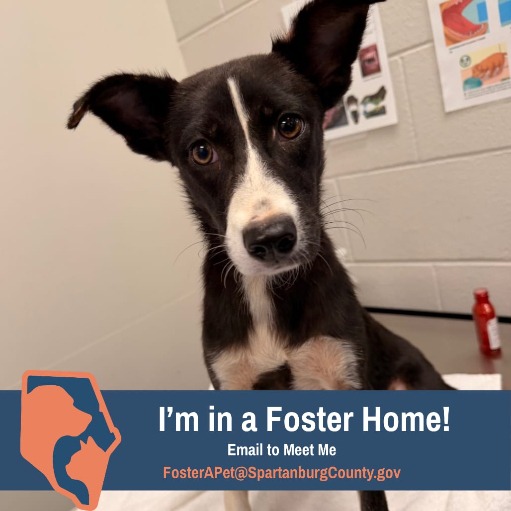Photo of Eva, adoptable Shepherd, Australian in Spartanburg, South Carolina