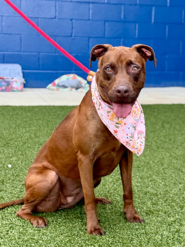 Photo of Nicki, adoptable Terrier in Hartsville, South Carolina