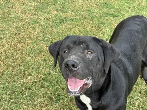 Photo of Blade, adoptable Cane Corso Mastiff in Tulsa, Oklahoma
