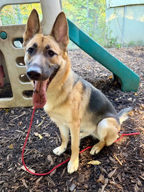 Photo of Delta, adoptable German Shepherd Dog in Lawrenceville, New Jersey