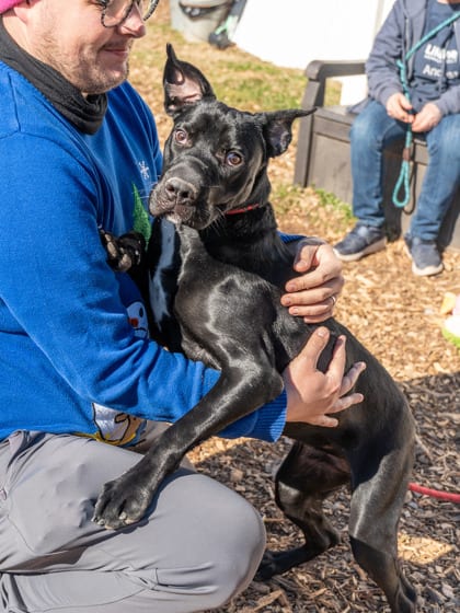 Photo of Anya, adoptable dog in Chamblee, Georgia