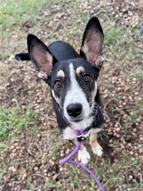 Photo of Phoenix, adoptable German Shepherd Dog in Conroe, Texas
