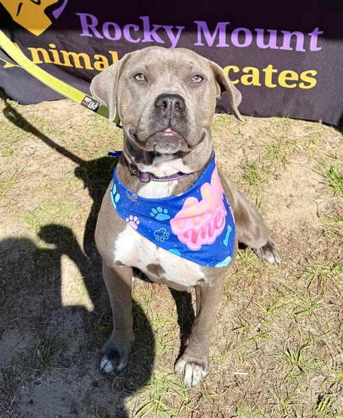 Photo of Lil Mama, adoptable American Pit Bull Terrier in Holly Springs, North Carolina