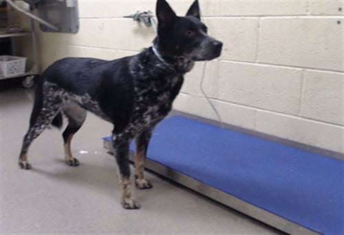 Photo of Boe, adoptable Australian Cattle Dog/Blue Heeler in Denver, Colorado