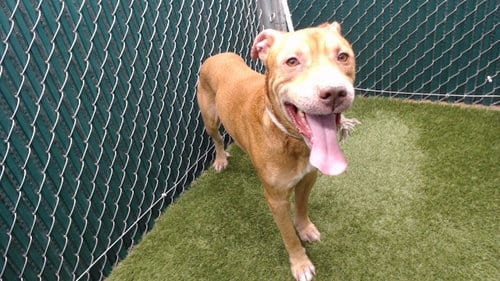 Photo of George, adoptable Pit Bull Terrier in Downey, California