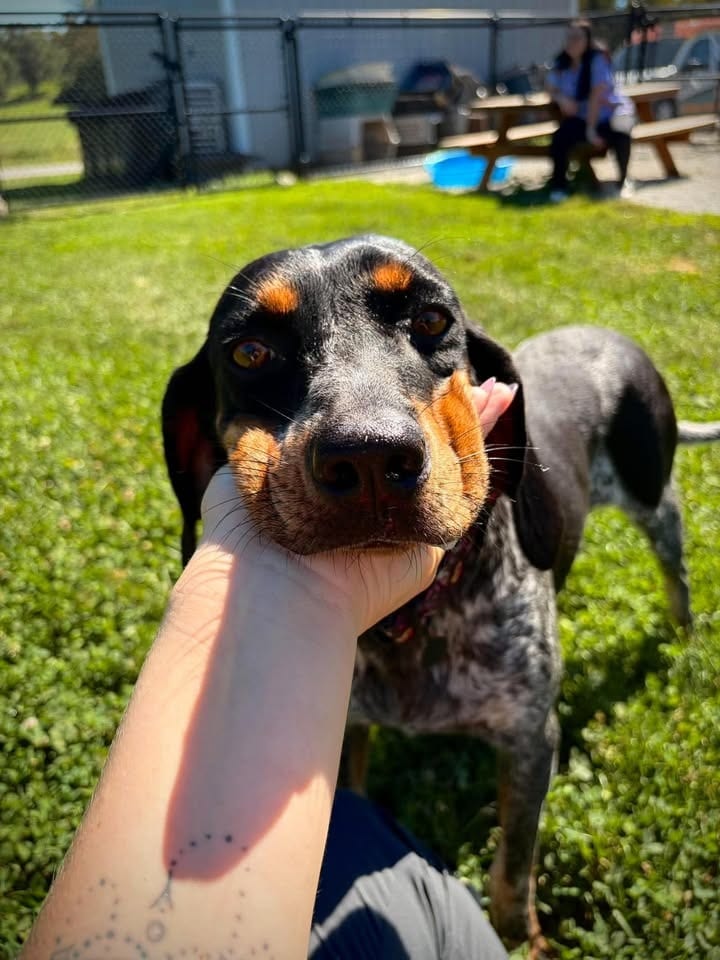 Photo of Benelli, adoptable Bluetick Coonhound in Greensburg, Indiana