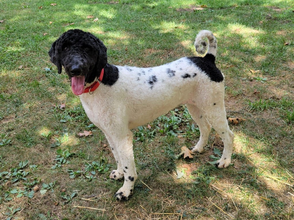 Photo of Daphne, adoptable Poodle in Crossville, Tennessee