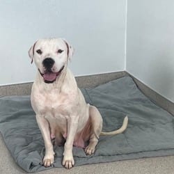 Photo of Ms. Piggy 0229, adoptable American Bulldog Mixed Breed (Medium) in Loxahatchee, Florida