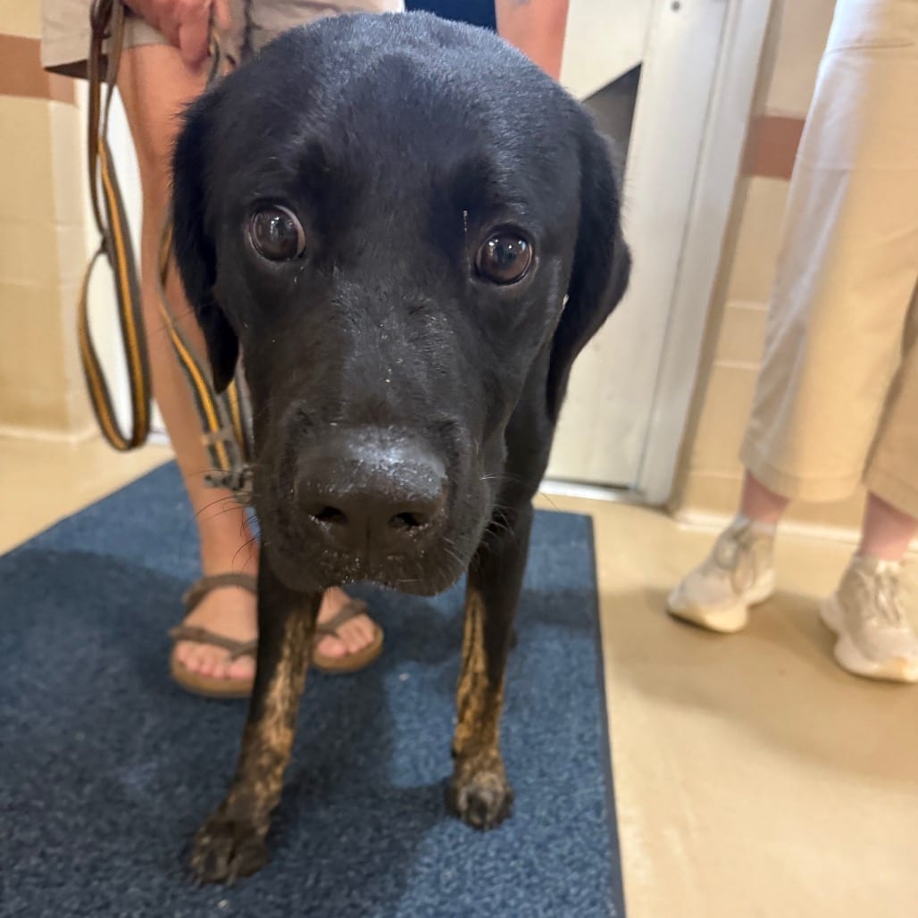 Photo of Ralphie, adoptable Mixed Breed (Medium) in Winston-Salem, North Carolina