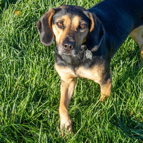 Photo of Winnie, adoptable Beagle in Maryland, Missouri