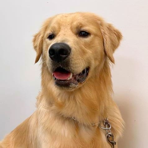 Photo of Apollo, adoptable Retriever, Golden / Mix in Woodinville, Washington