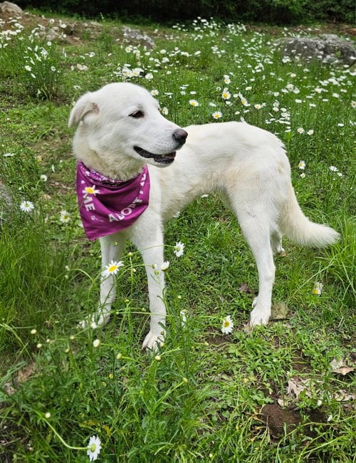 Photo of Belle - meet me at bark in park 8/22, adoptable Great Pyrenees in Croydon, New Hampshire