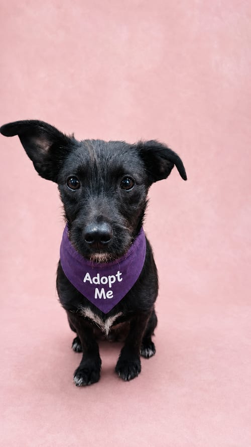 Photo of Winter C, adoptable Jack Russell Terrier in Inglewood, California