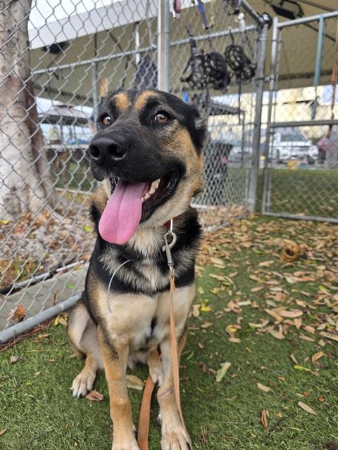 Photo of Magnolia, adoptable German Shepherd Dog in Downey, California
