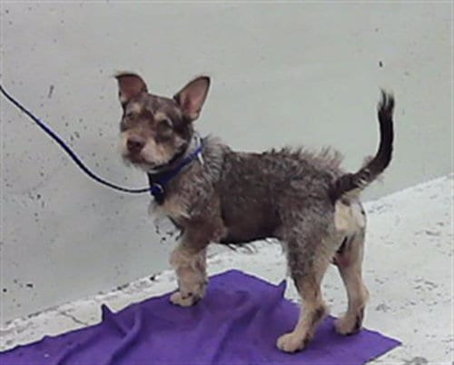 Photo of Roki, adoptable Cairn Terrier in Houston, Texas