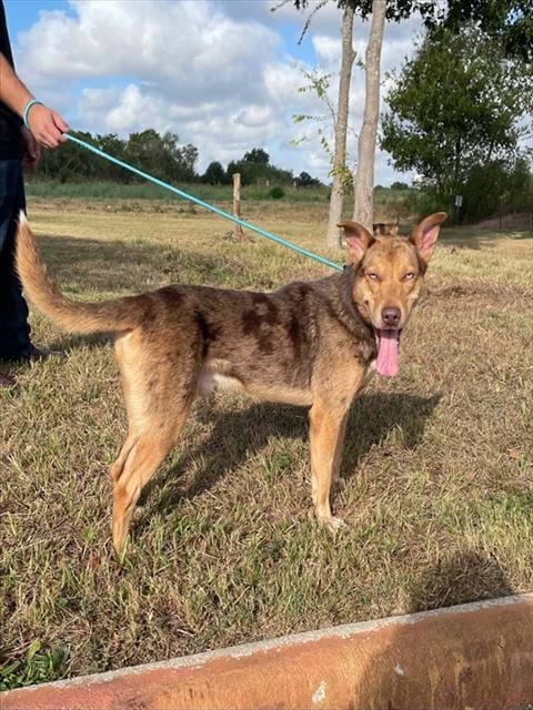Photo of Ceasar, adoptable German Shepherd Dog in Pasadena, Texas
