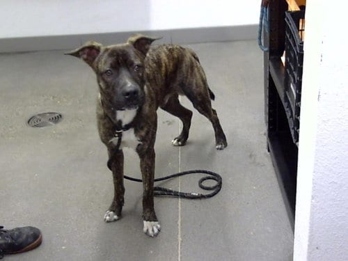 Photo of Tank, adoptable Dutch Shepherd in Mesa, Arizona