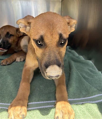 Photo of Mermaid, adoptable American Pit Bull Terrier in Mesa, Arizona