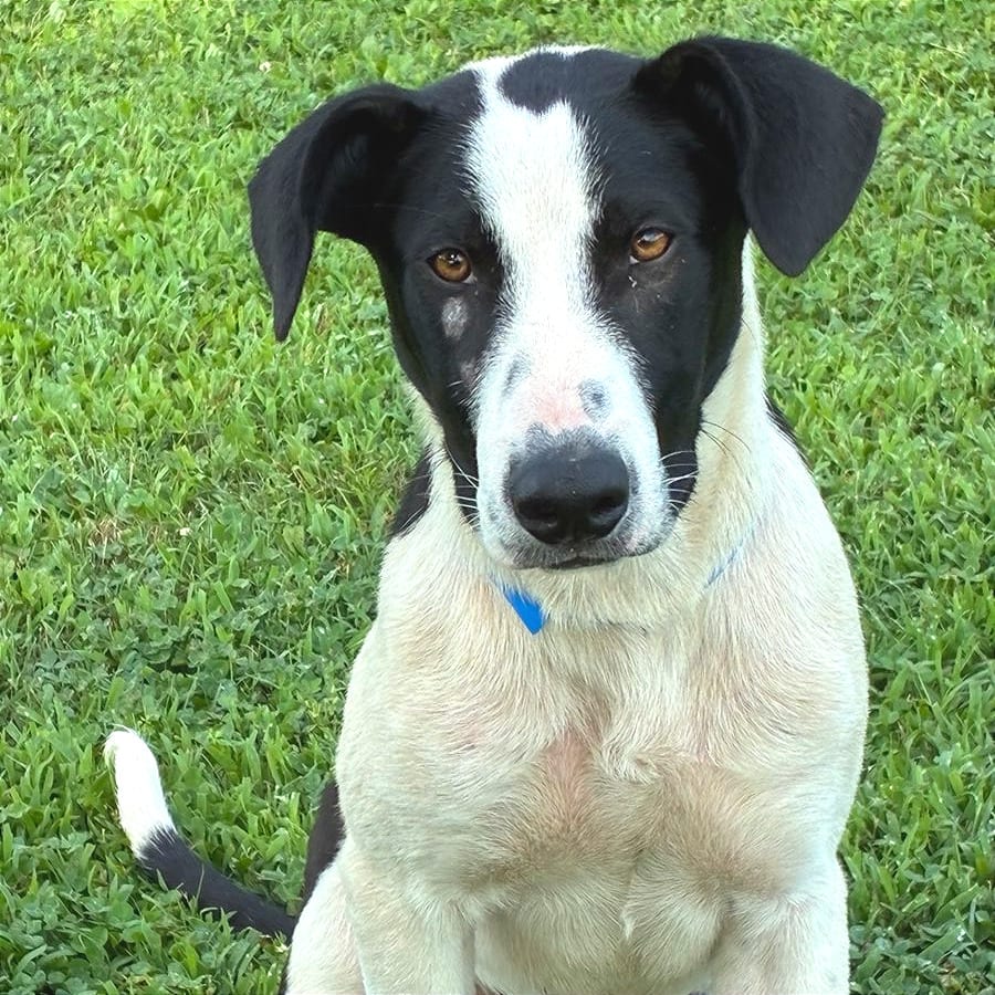 Photo of Bucky, adoptable Mixed Breed (Medium) in Chattanooga, Tennessee
