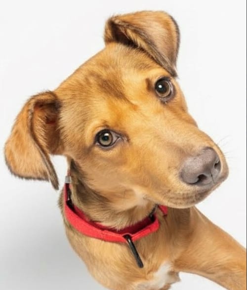 Photo of Happy, adoptable Shepherd in Brooklyn Center, Minnesota