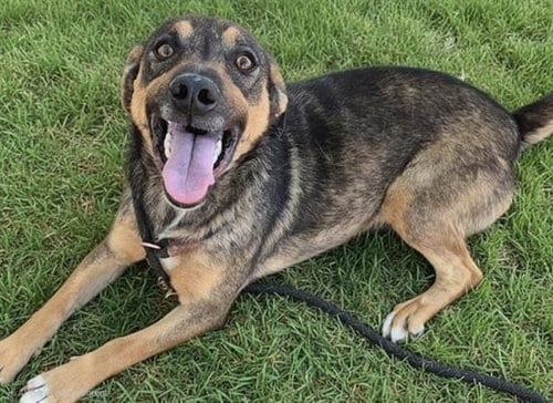 Photo of Gambit, adoptable German Shepherd Dog in Albuquerque, New Mexico