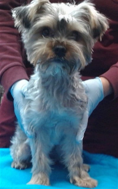 Photo of Yukon, adoptable Yorkshire Terrier Yorkie in San Bernardino, California