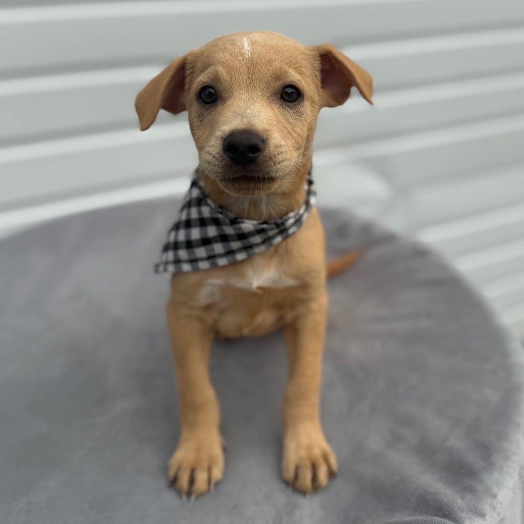 Photo of Ezra, adoptable Terrier, Pit Bull / Mixed Breed (Medium) in Newberg, Oregon