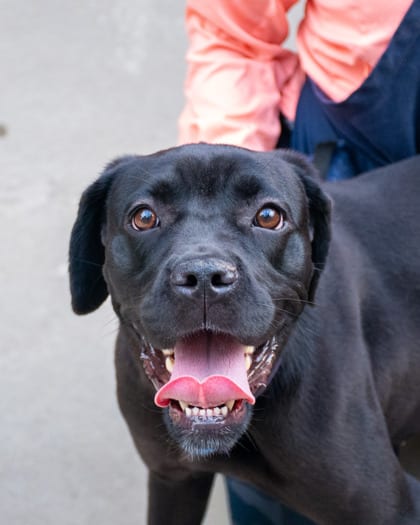 Photo of Corsage, adoptable dog in Chamblee, Georgia