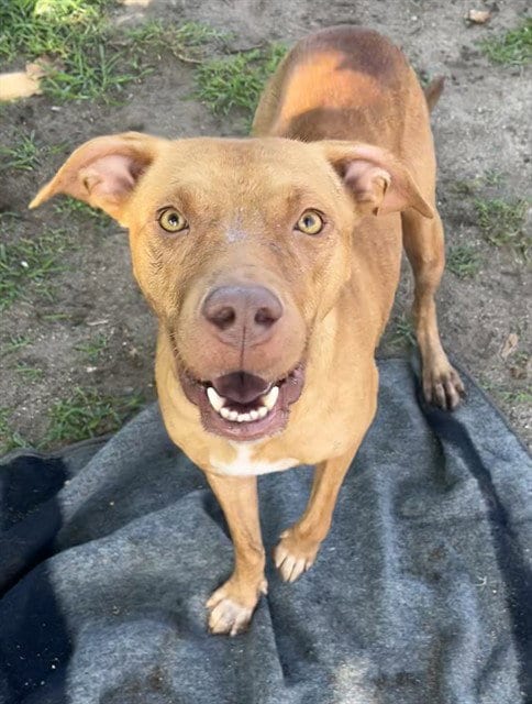 Photo of Princess, adoptable Pit Bull Terrier in San Bernardino, California