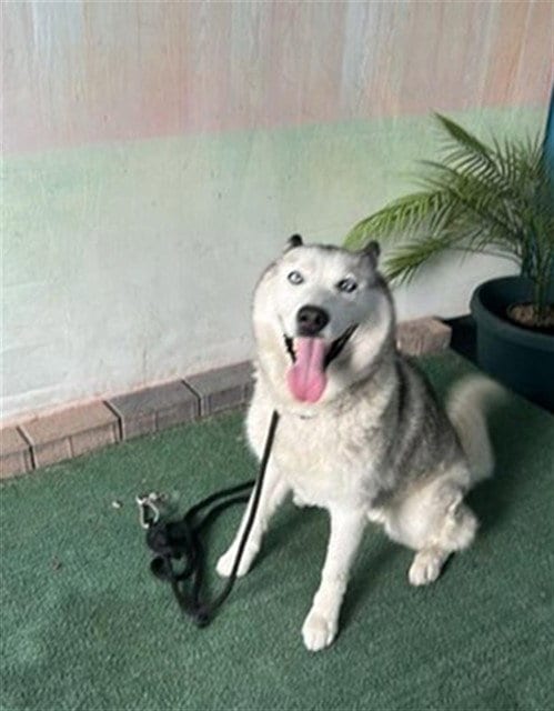 Photo of Snow, adoptable Siberian Husky in Baldwin Park, California