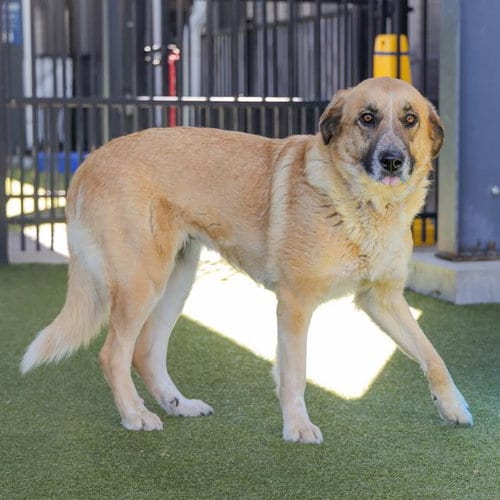 Photo of Hermione, adoptable Anatolian Shepherd in Waco, Texas