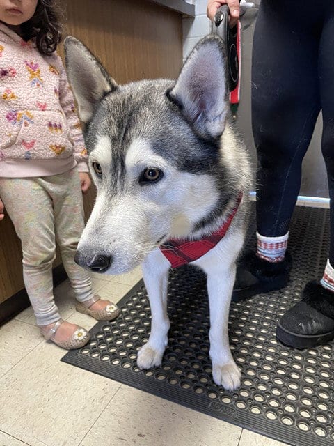 Photo of Juno, adoptable Siberian Husky in Stockton, California