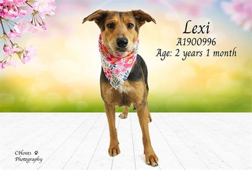 Photo of Lexi, adoptable German Shepherd Dog in Thousand Palms, California