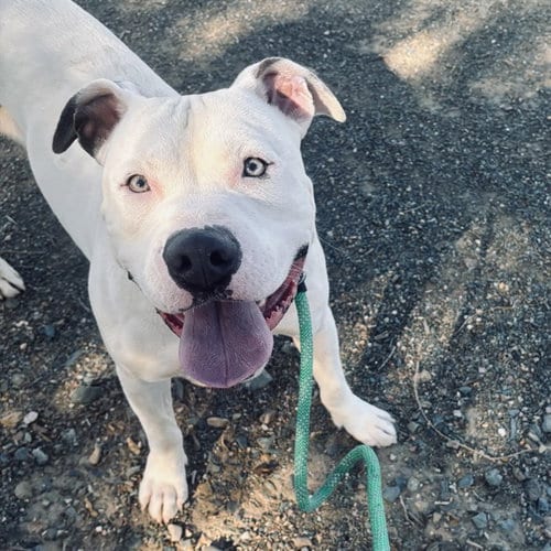 Photo of Gemstone, adoptable American Pit Bull Terrier in Phoenix, Arizona