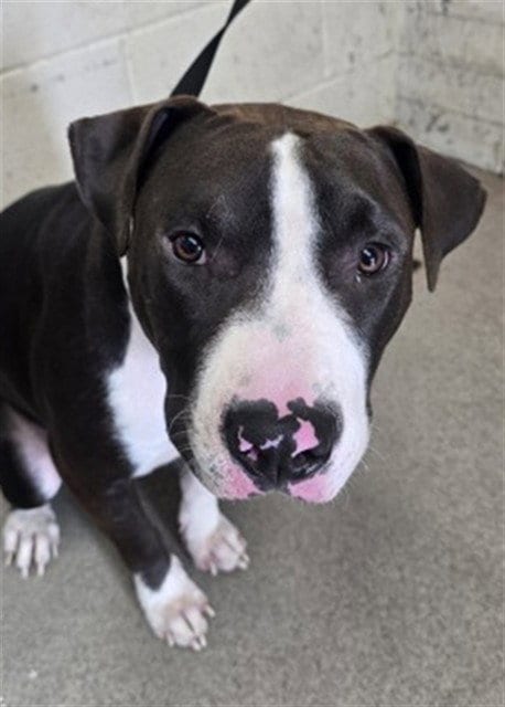Photo of Sushi, adoptable Pit Bull Terrier in San Bernardino, California
