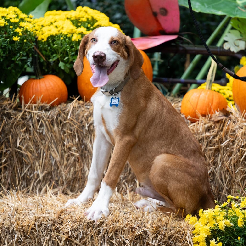 Photo of Jeff, adoptable Retriever / Retriever, Labrador in Wake Forest, North Carolina