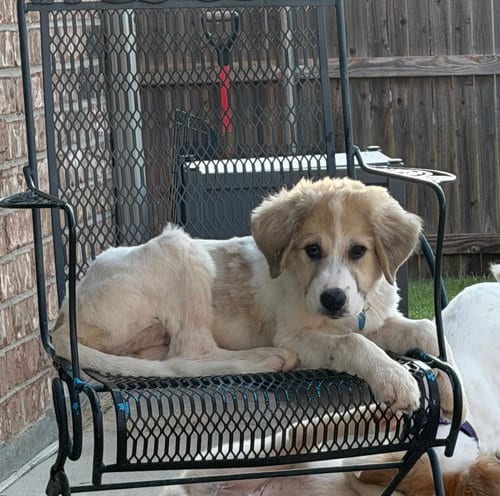 Photo of Eloise, adoptable Great Pyrenees in Dallas, Texas