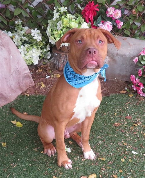 Photo of Theo, adoptable Pit Bull Terrier in Oklahoma City, Oklahoma