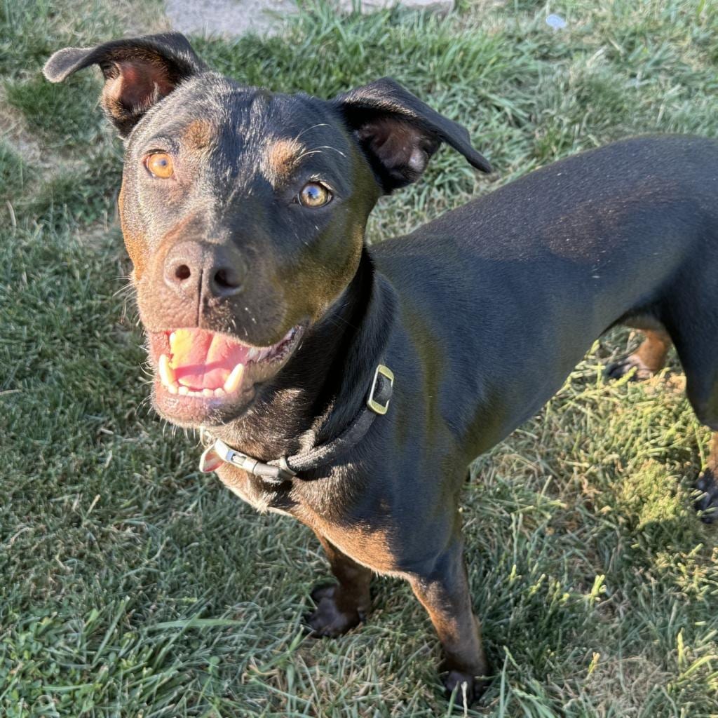 Photo of Foggy, adoptable Mixed Breed (Medium) in St. Louis, Missouri